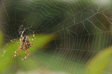  Eine Spinne lauert in ihrem Netz auf Beute, Das Netz aus feinen Fäden gesponnen und in der Mitte ein Baumeister der Natur , still und voller Erwartung