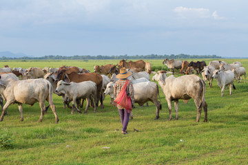 Asian farmer with her cows on field