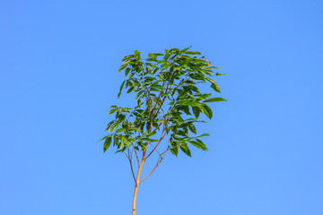 Green leaves on background