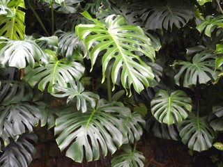 Monstera flower
