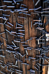Staples in a wooden pole
