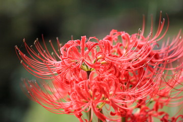 赤い曼珠沙華の花
