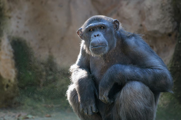 Chimpanzee looking with attention