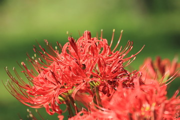赤い曼珠沙華の花