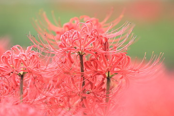 赤い曼珠沙華の花