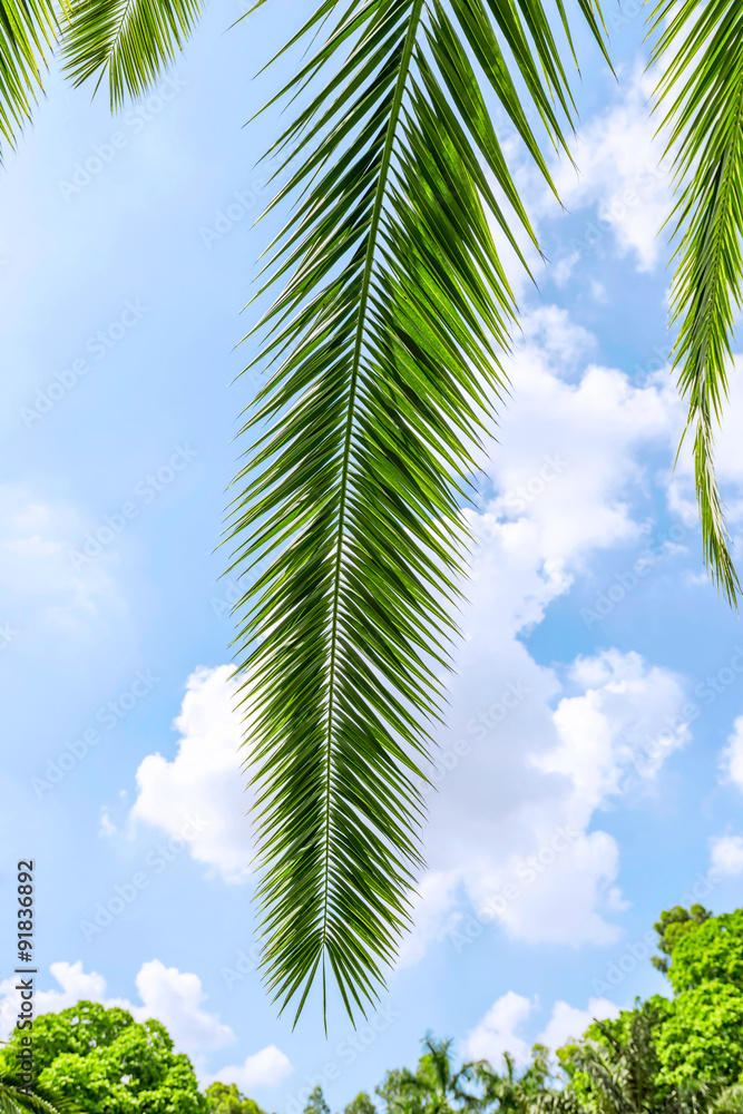 Wall mural palm tree leaves under blue sky