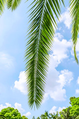 Fototapeta na wymiar palm tree leaves under blue sky