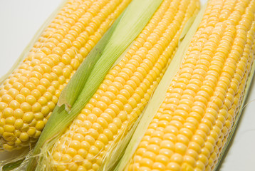 Ripe fruits of corn on over white