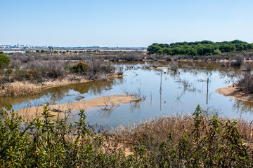 Marshes of the Odiel river with shrubs, trees and swamps 