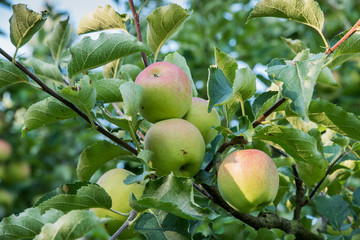 Äpfel am Baum im Morgenlicht
