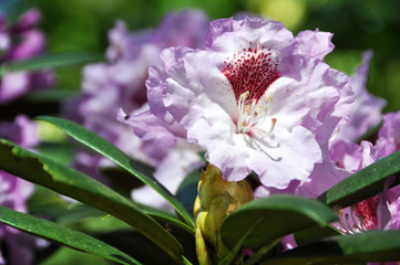 Obraz premium pink rhododendron flowers