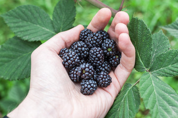 Hand holding blackberries