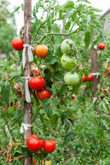 Ripe Tomatoes in the garden