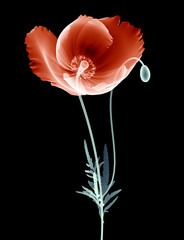 xray image of a flower isolated on black