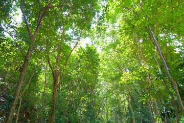 Fototapeta na wymiar Thailand rain forest