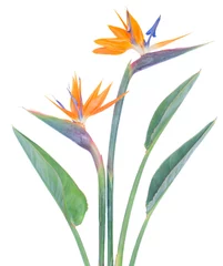 Deken met patroon Strelitzia Paradijsvogel bloem