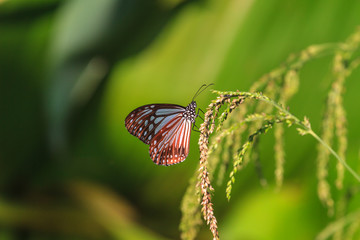 Beautiful Butterfly