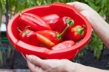 red peppers