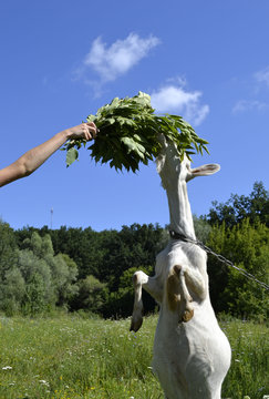 goat eating leaves from a human hand