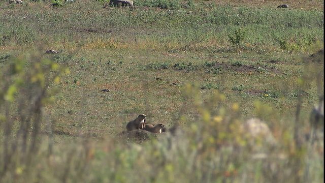 CU 2 prairie dogs, ZM to MWS of antelope