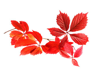 Autumn branch of wild grapes on a white background