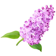 Purple syringa (lilac) flowers