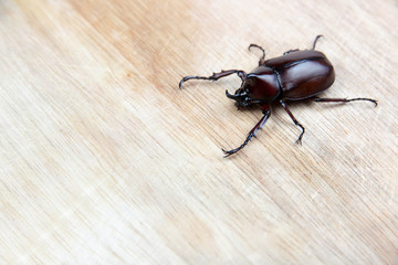 big unicorn beetle on wood