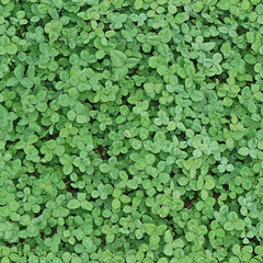 Background of the clover leaf. Seamless texture