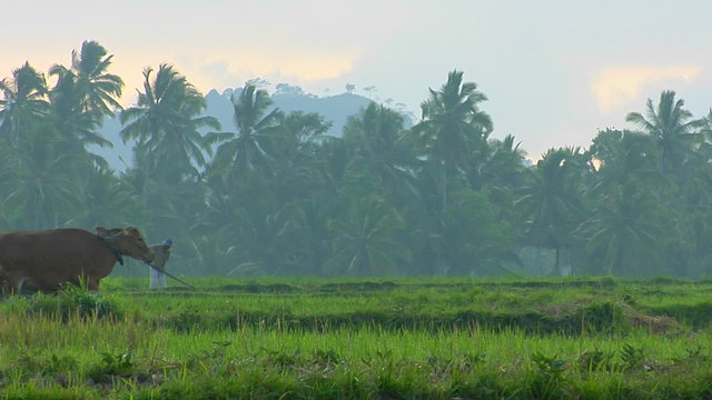 A man plows a field with a water buffalo in the rice paddies of Bali, Indonesia.