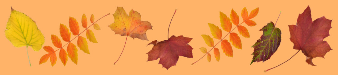 goldener Herbst, fallende Blätter 