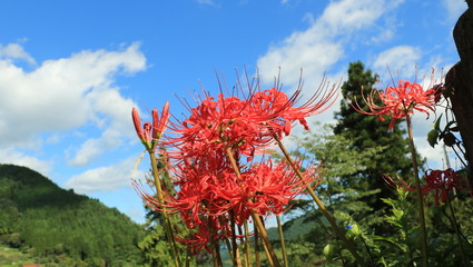 彼岸花