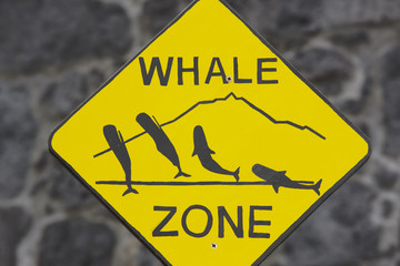 Naklejka premium Whale watching signpost and blurred background in Azores. Portug