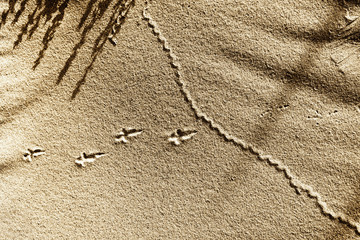 Traces of a bird on insects in the sand beach