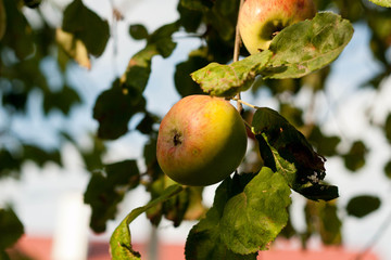fresh red apples on a tree