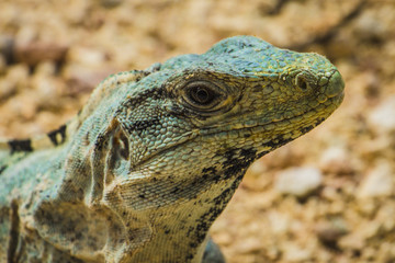 Spinytail Iguana