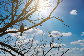 Sunny weather.