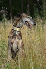 Galgo Espanol