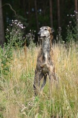 Galgo Espanol