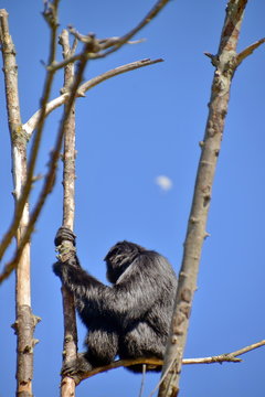gibbone siamango sui rami di un albero