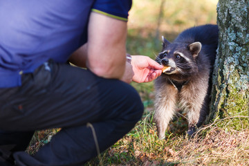 Man with hand feeding a raccoon