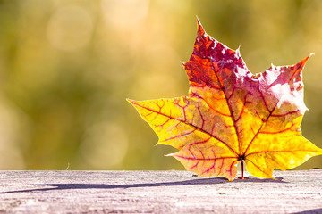 Naklejka na ściany i meble Autumn maple leaf on a wooden table