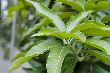 Mango leaves on the tree