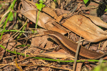 Obraz premium Common Forest Skink