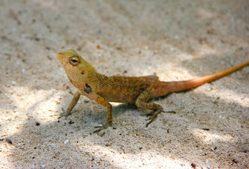 Wild lizard