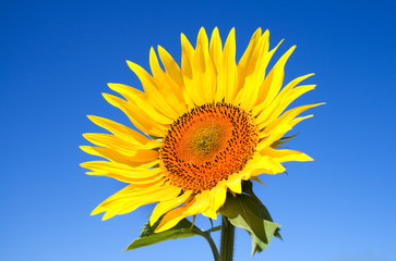 Obraz premium sunflower against the blue sky