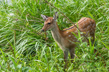 Sika Deer in grassland