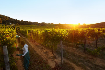 People harvesting grapes in vineyard
