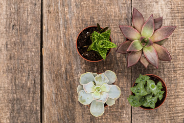 Succulents, house plants