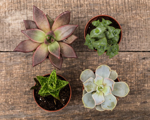 Succulents, house plants