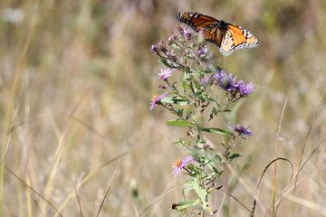 Monarch Butterfly (Danaus plexippus) on a New England Aster, a pretty wildflower. It is very popular for bees and Monarch butterflies